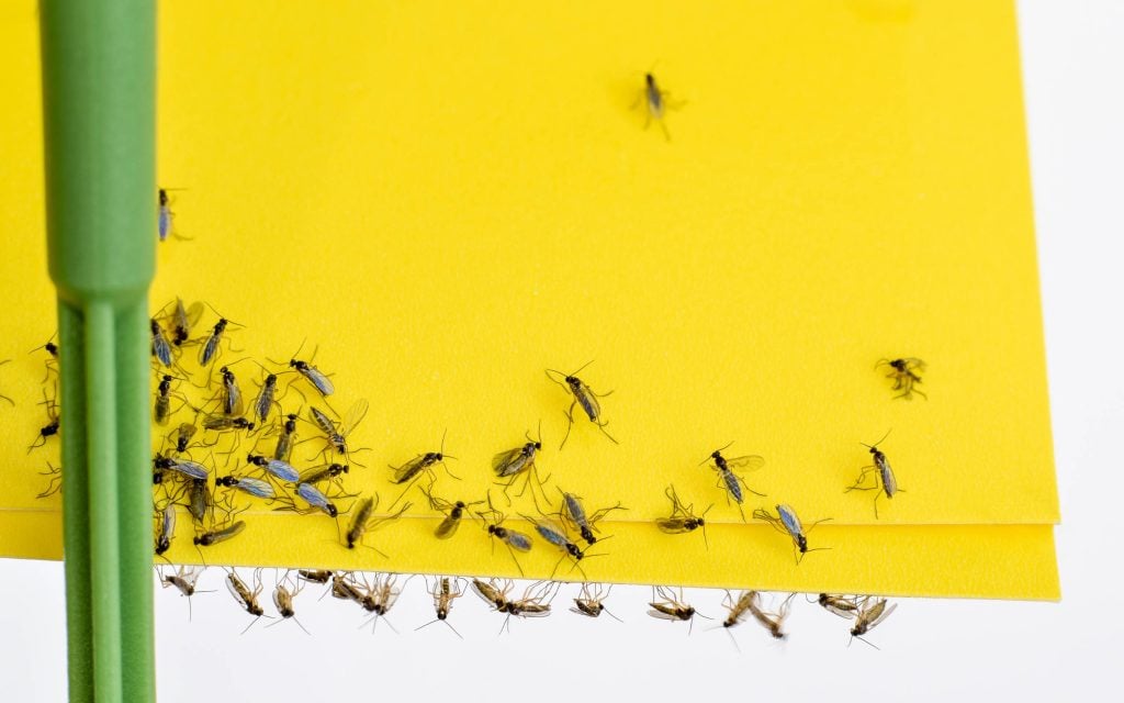 adult fungus gnats on yellow card