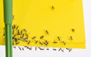 adult fungus gnats on yellow card