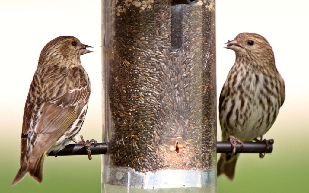 bird feeder for sparrows made difficult for squirrels to reach