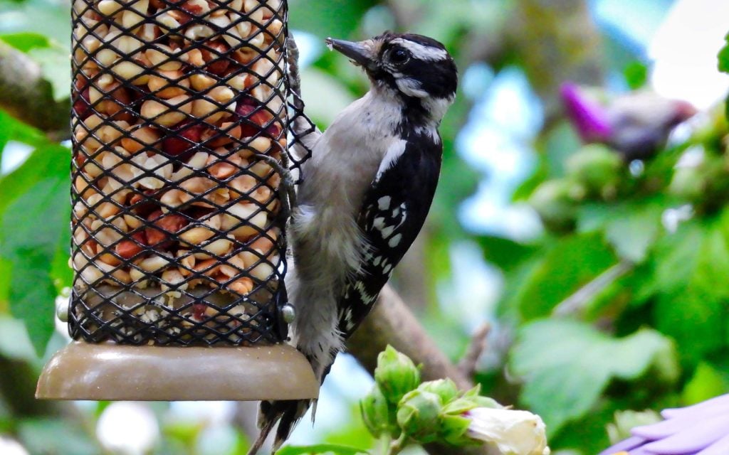 special birdfeeder for woodpeckers to keep squirrels away
