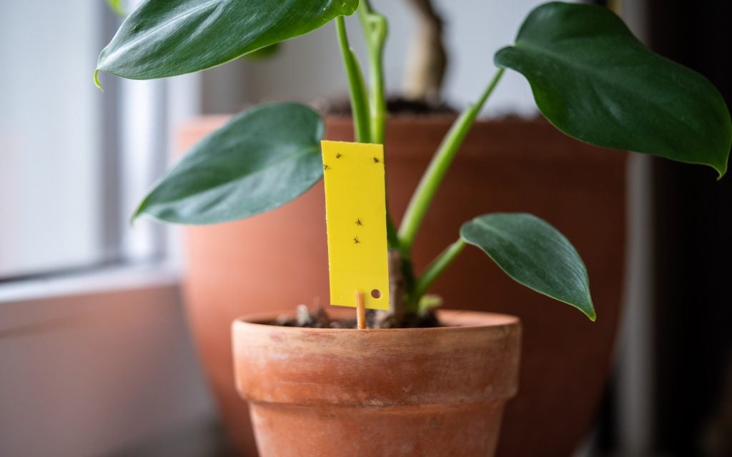 house plant with sticky yellow card to catch adult fungus gnats