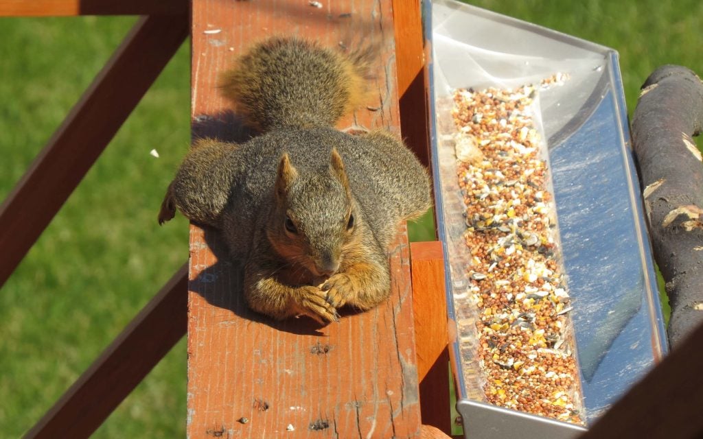 open bird feeders attracts squirrels and other pests