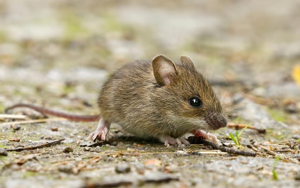 rodent problem when mice are visible