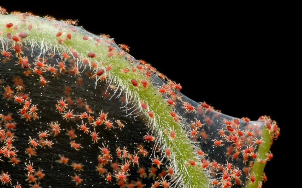 tiny red mite spiders infesting a plant