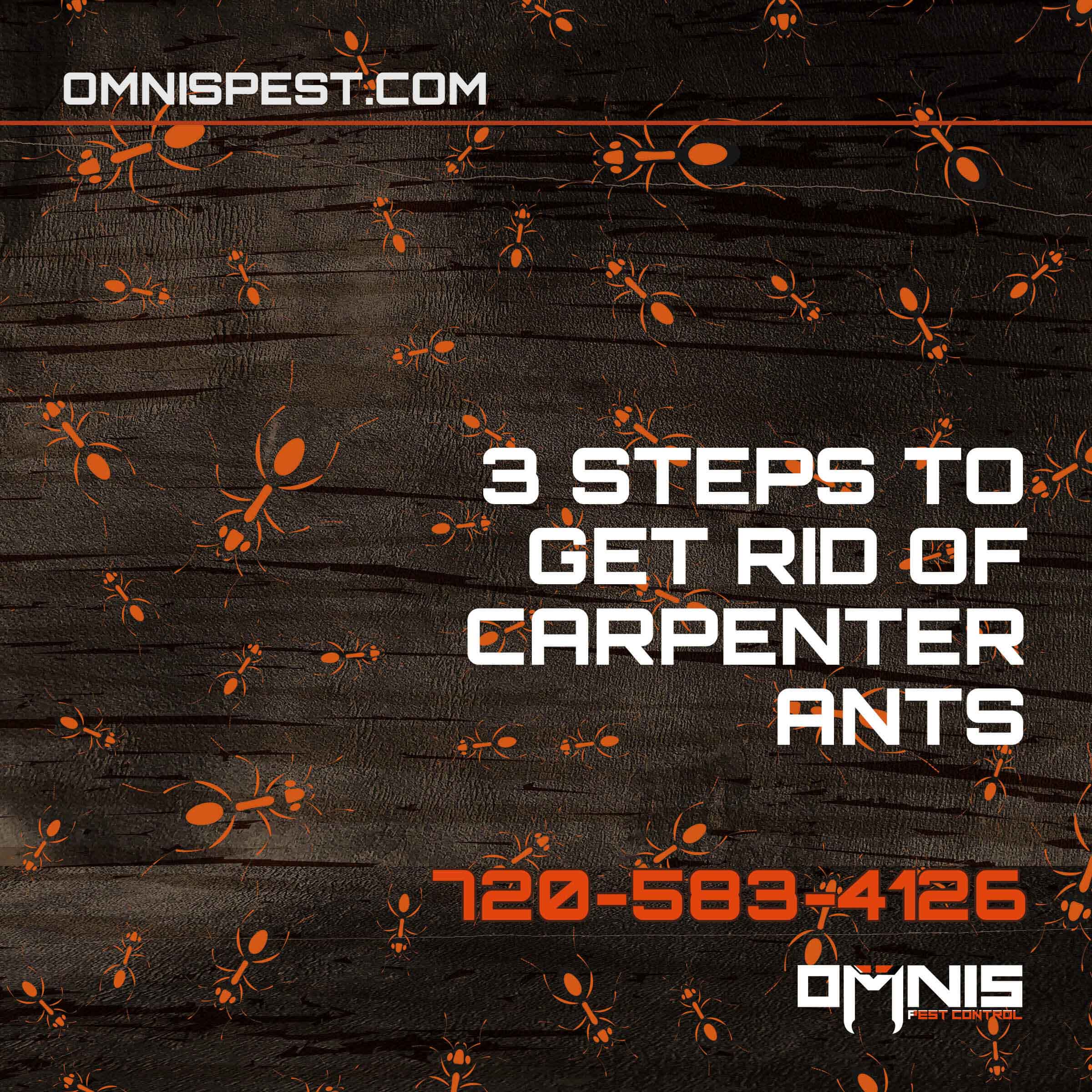 3 Strategies for Removing Carpenter Ants