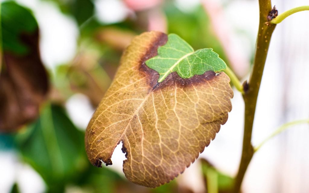 check your garden for leaf damage