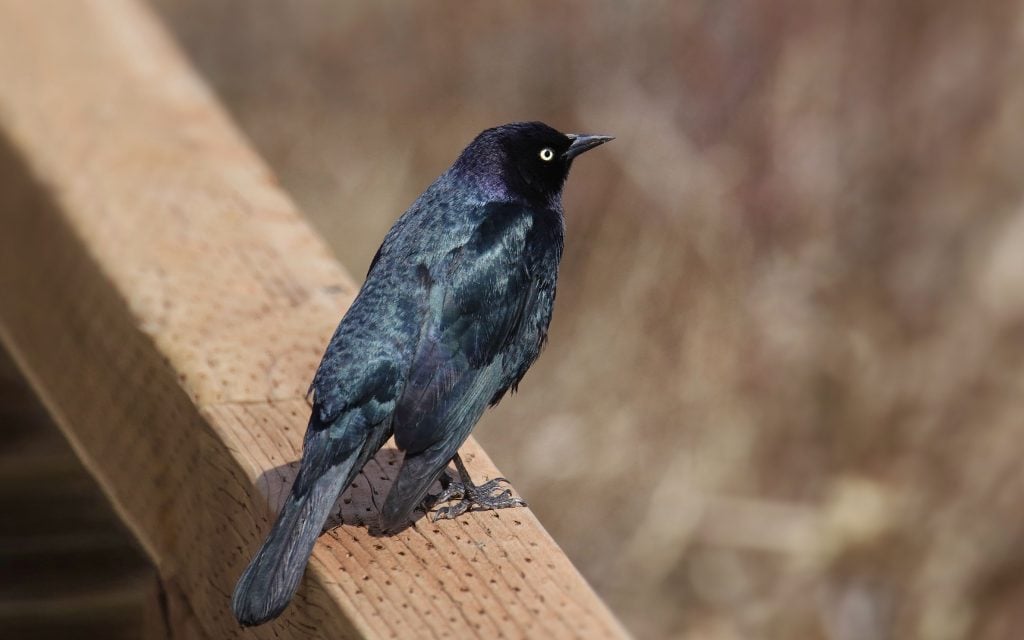 common grackle on a railing