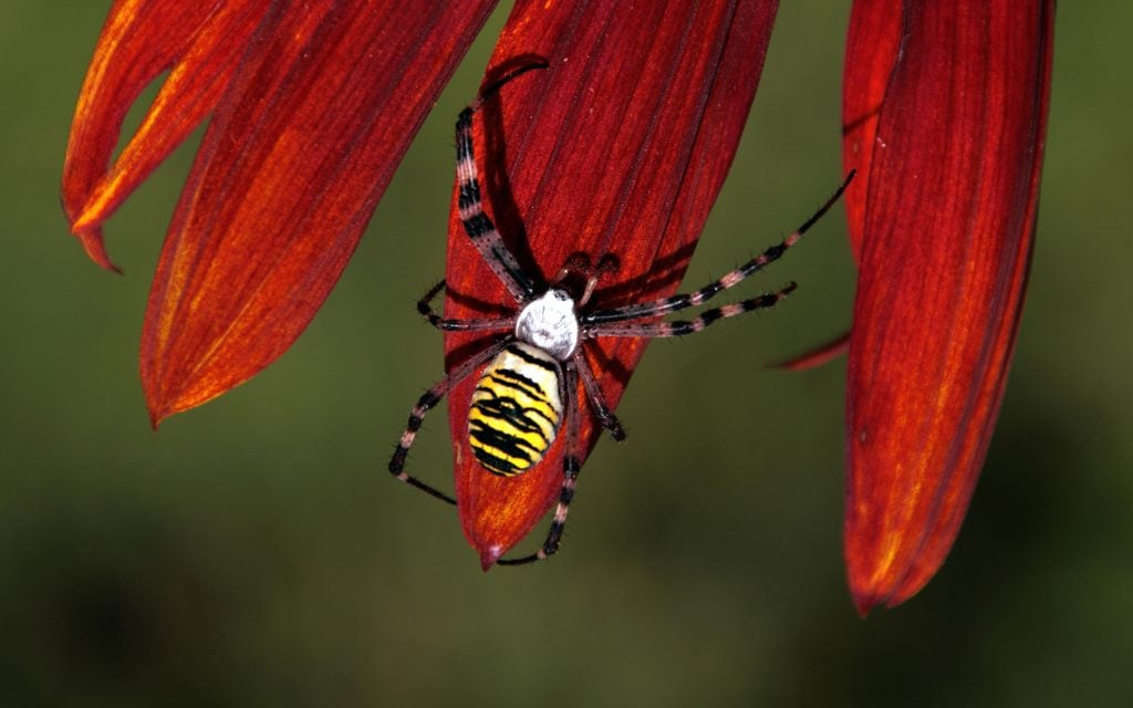 golden orb weaver on a red sunflower