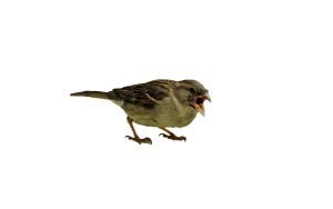 angry house sparrow