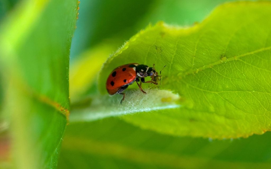 ladybug eating an aphid