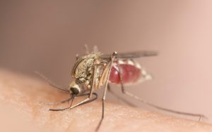 mosquito full of human blood