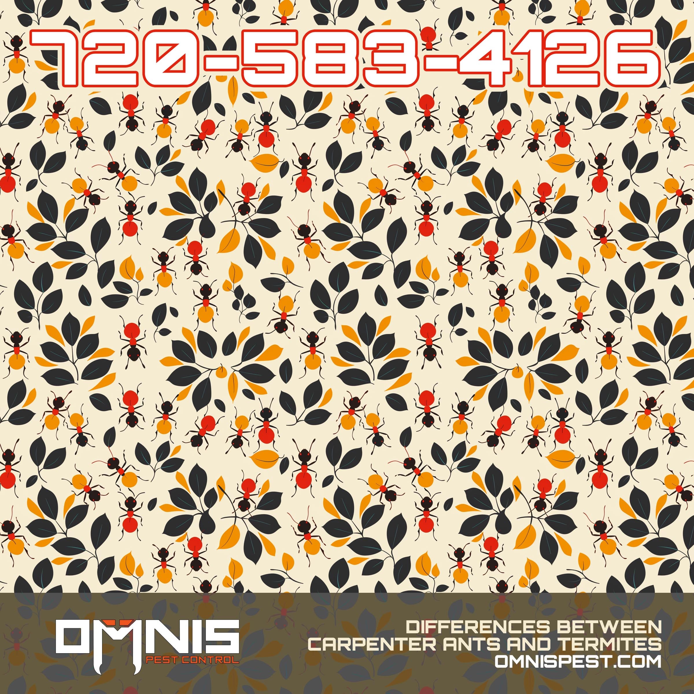 Carpenter Ants vs Termite Damage