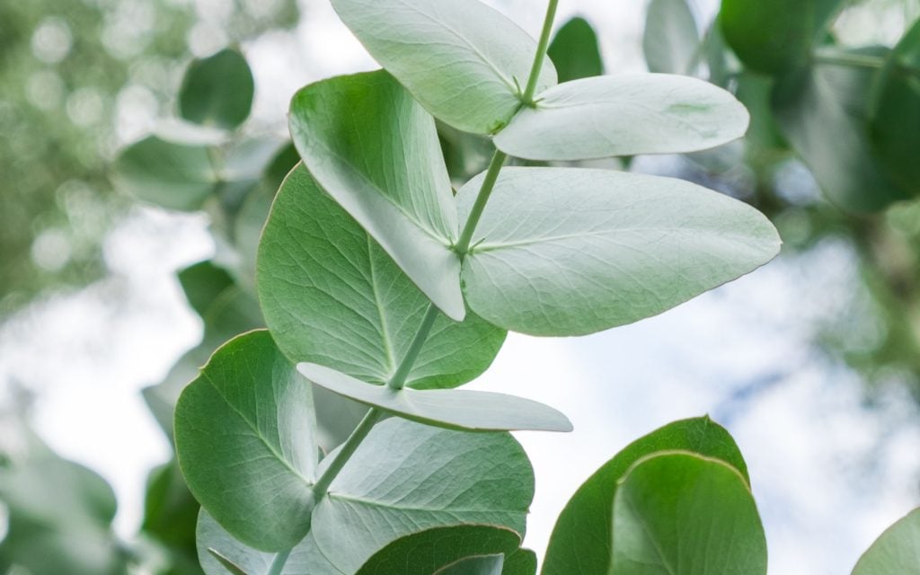 eucalyptus plant helps repel mice
