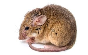 house mouse is different then a rat in size
