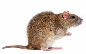 large brown rat isolated on white background is much larger than a mouse