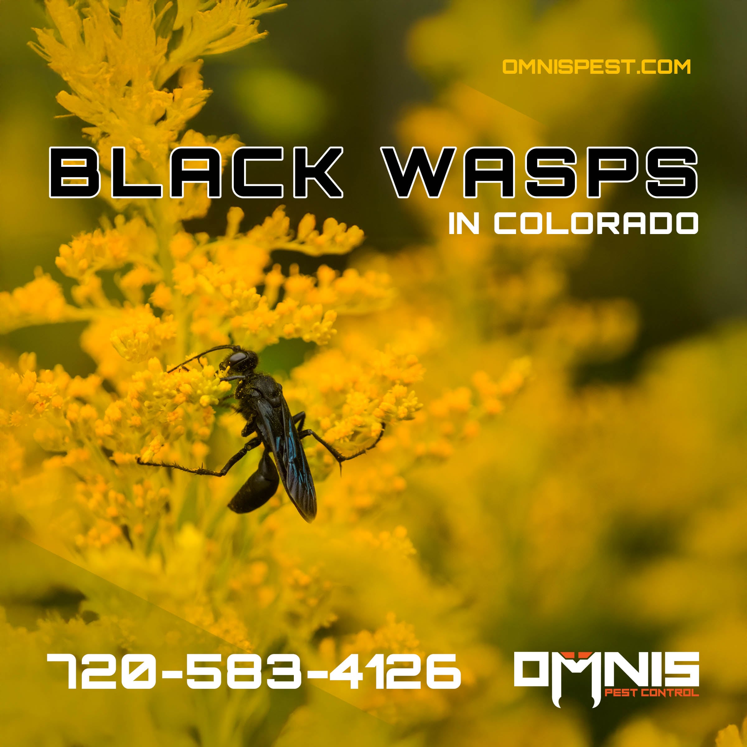 Black Wasps in Colorado