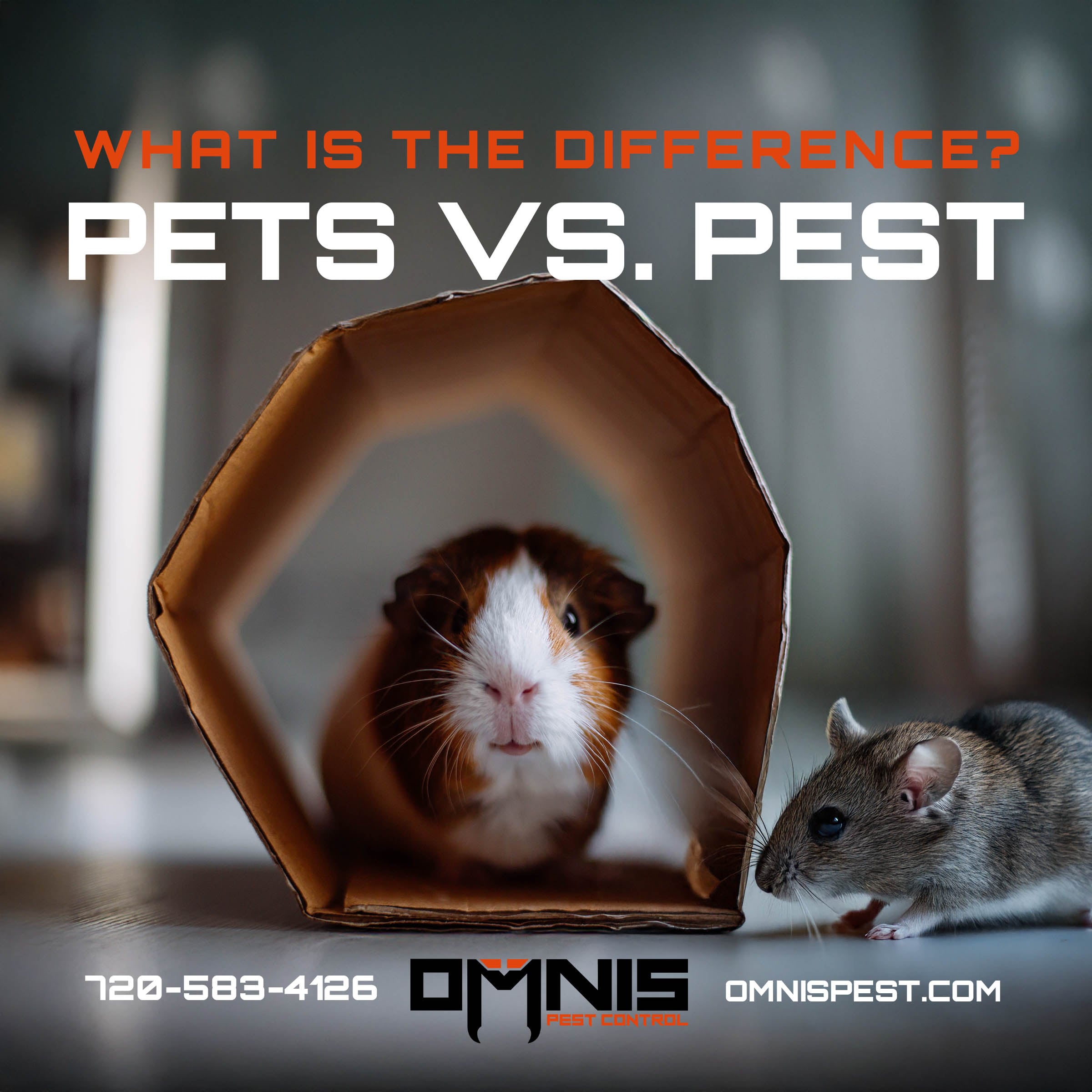 Different Types Of Rodents