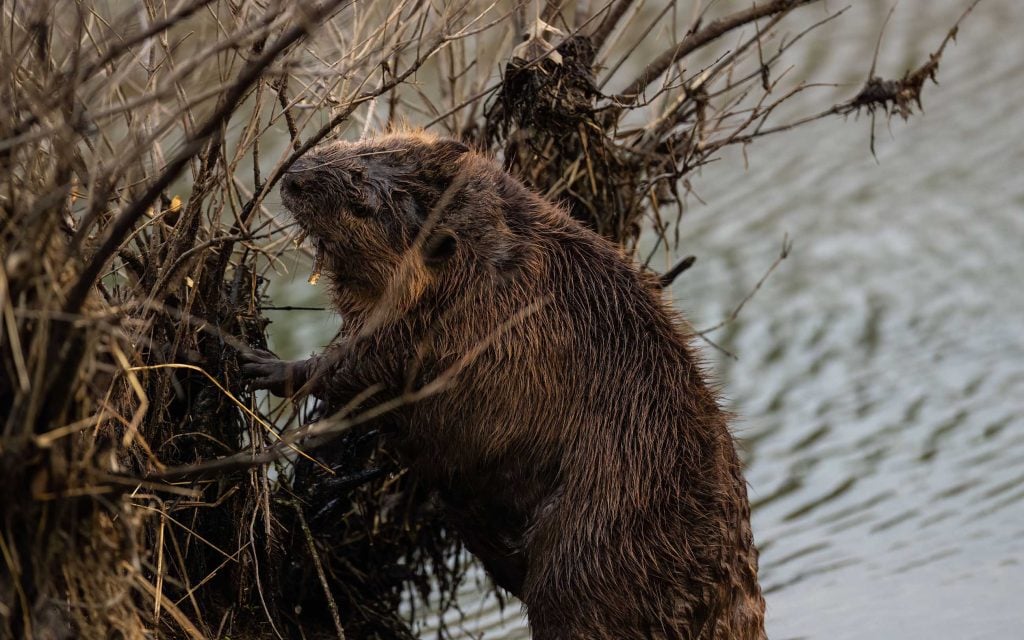 beaver in water