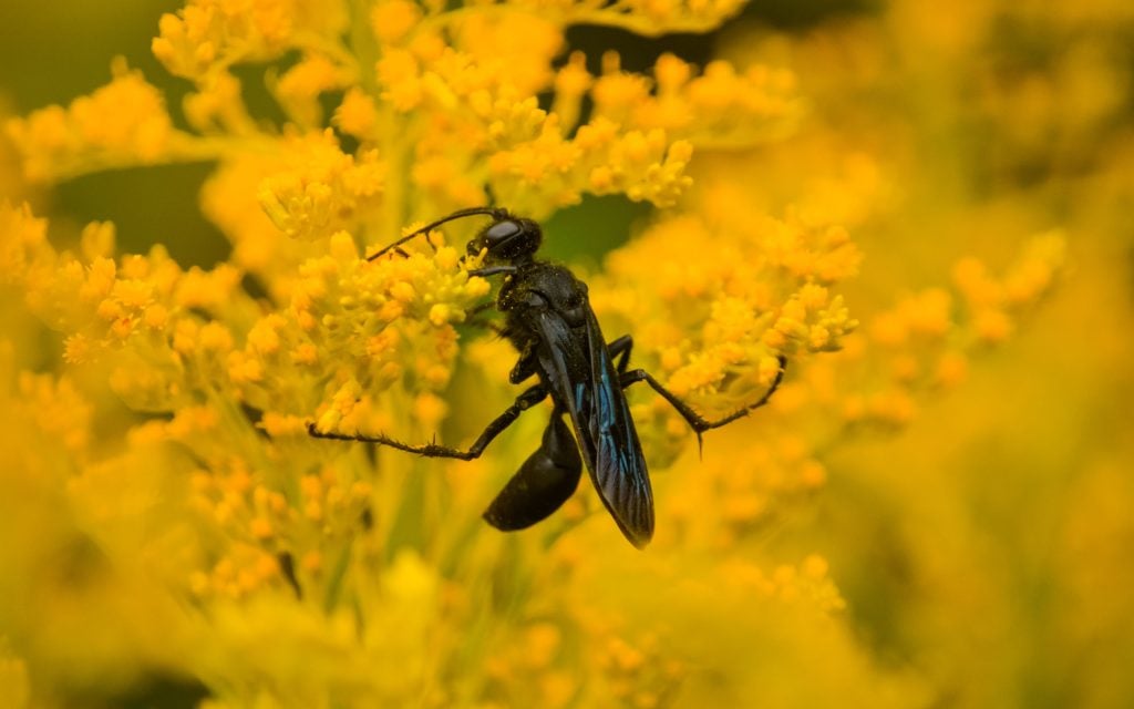 great black wasp