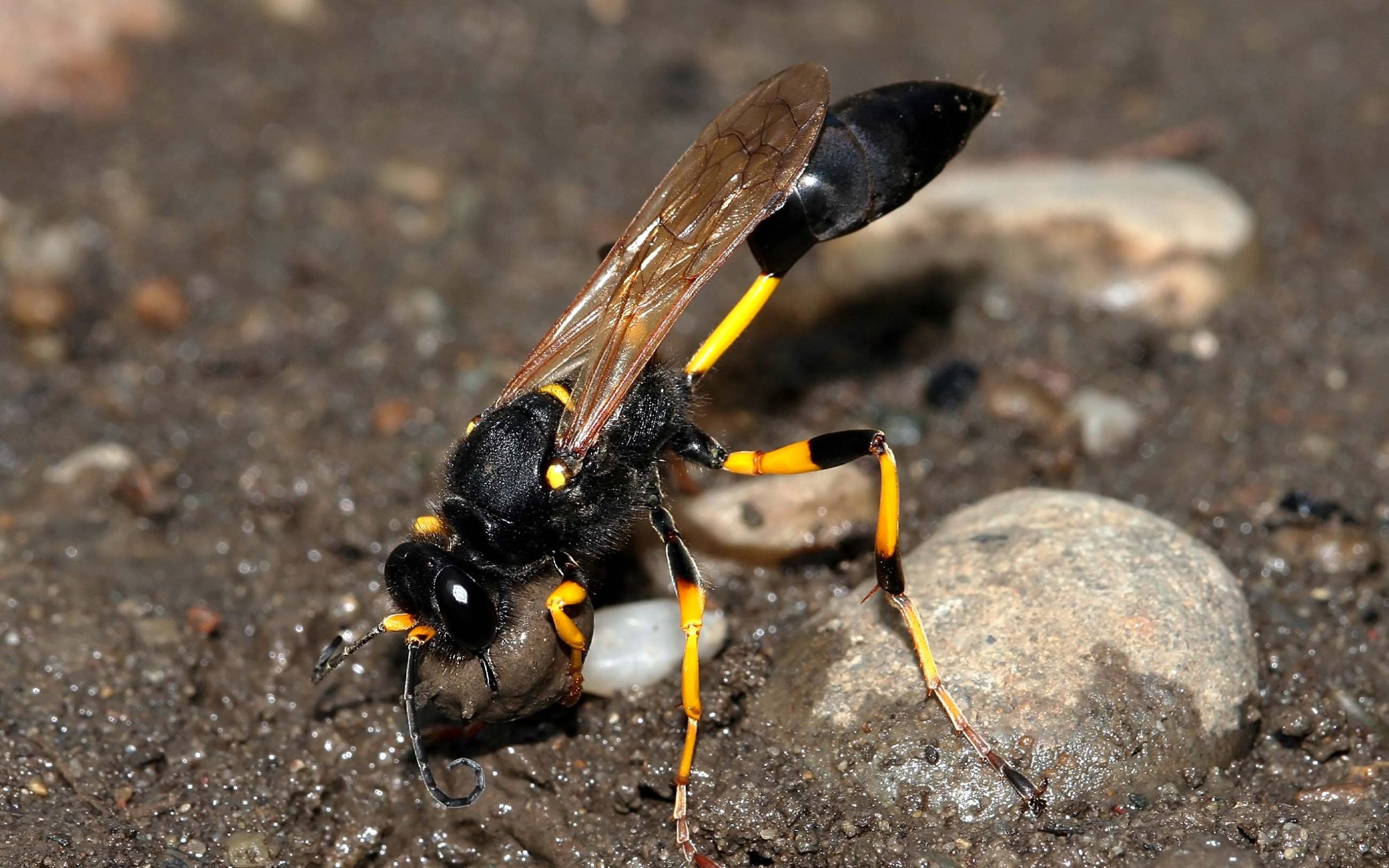 mud dauber wasp control necessary when you see one collecting mud because it is difficult to remove from structures