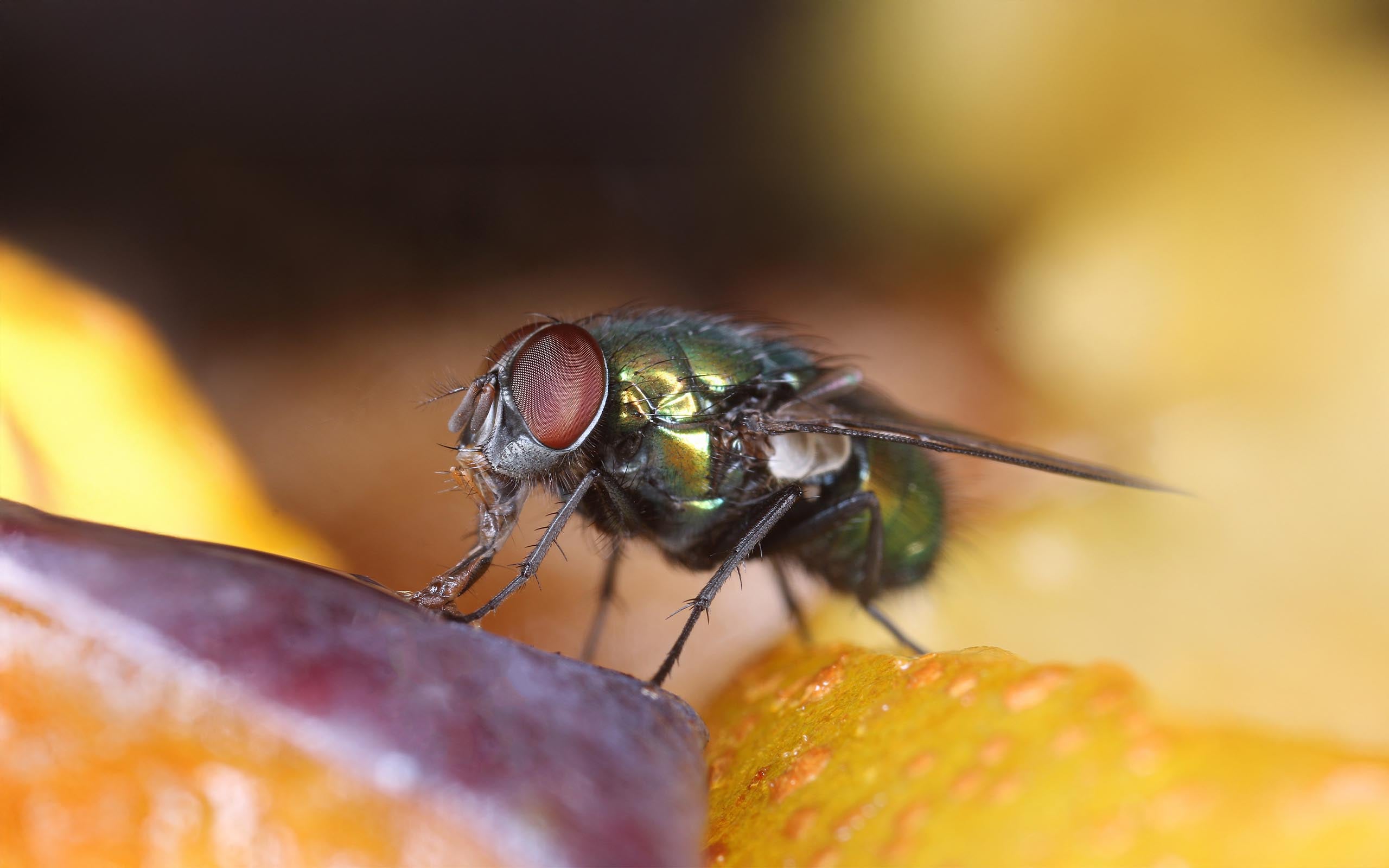 commercial property need to keep flies under control for sanitary reasons