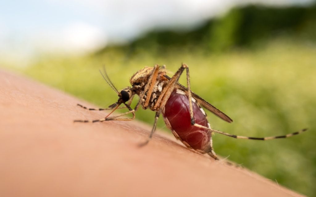 female mosquito biting human spreading disease from bite to blood