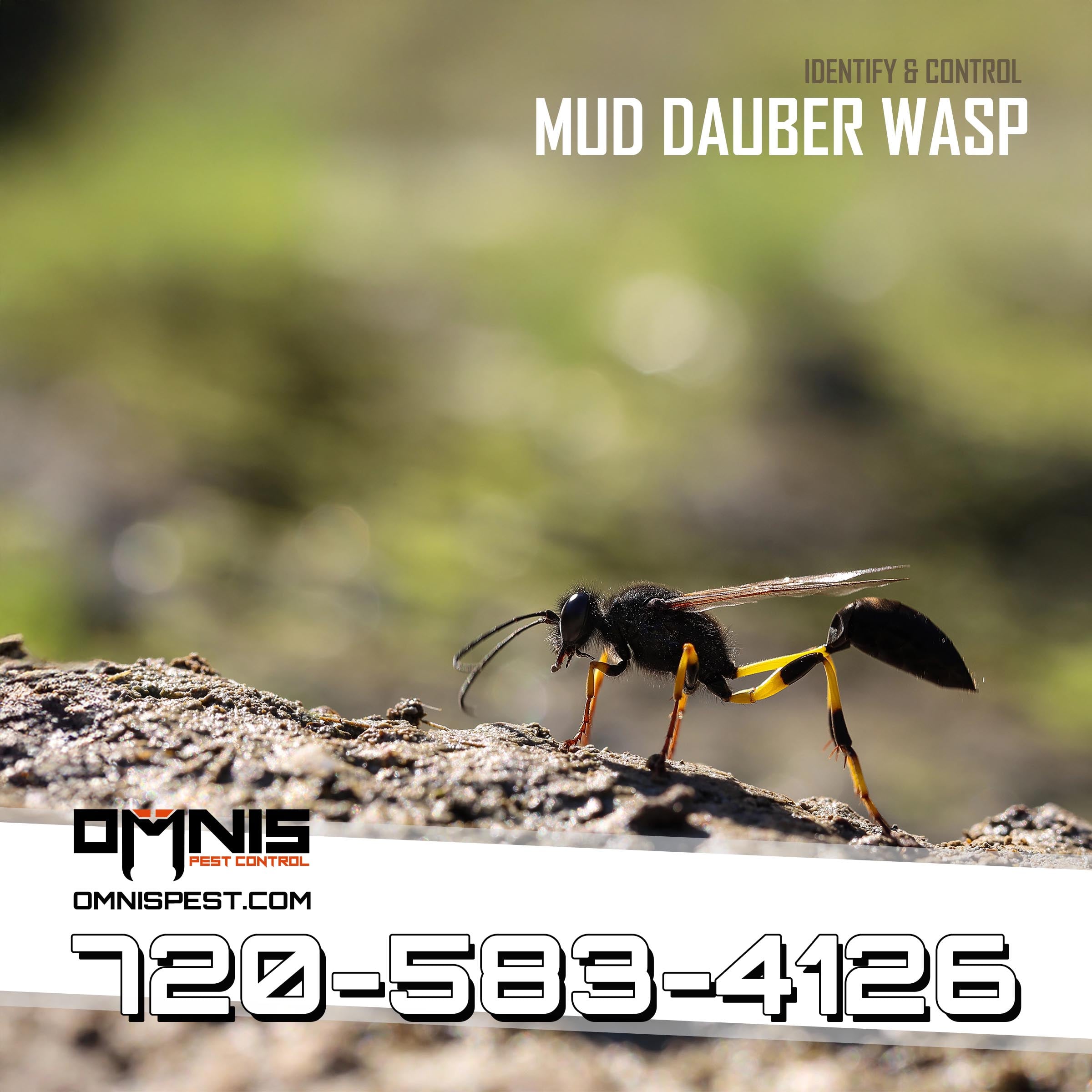 Mud dauber wasp