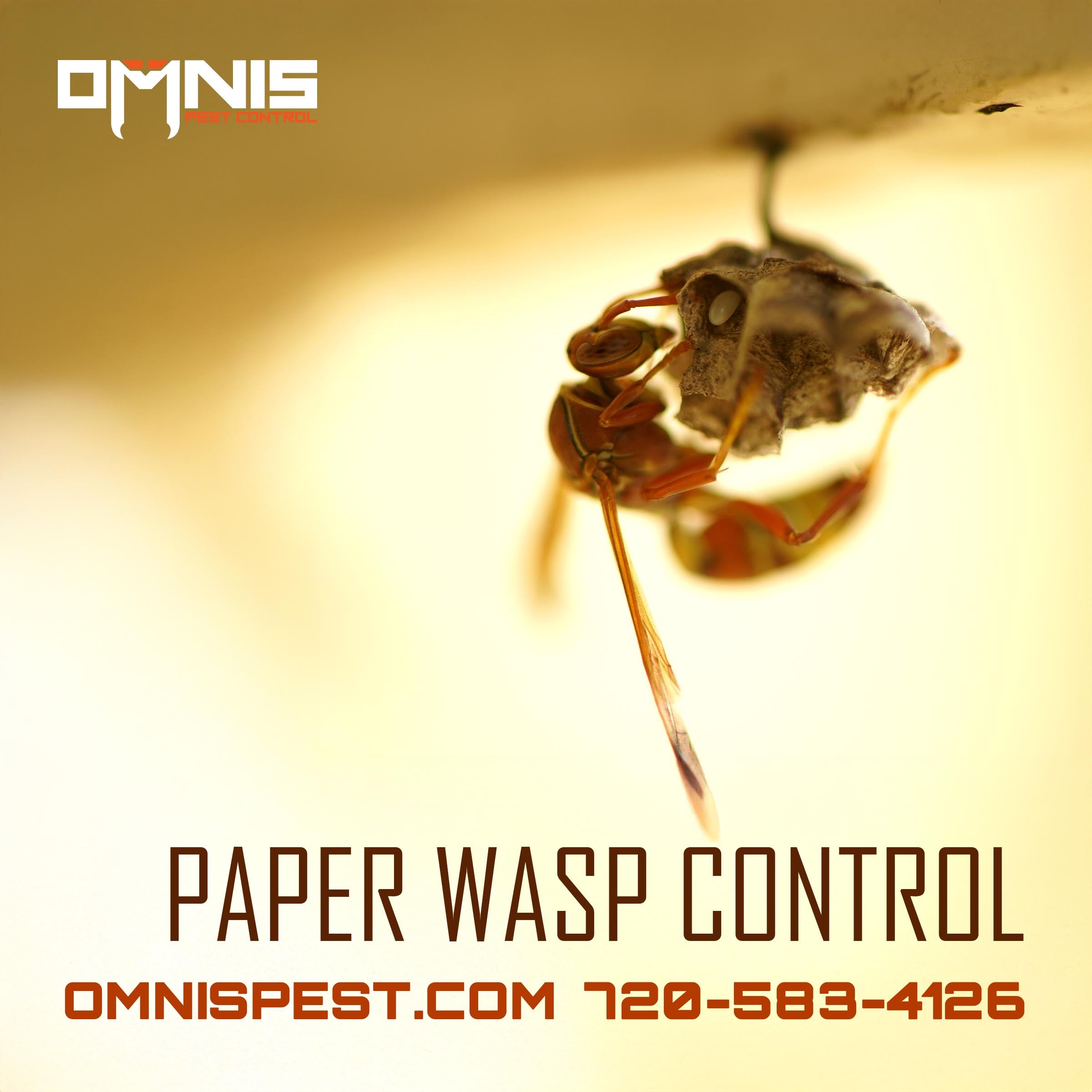 Paper wasp on nest