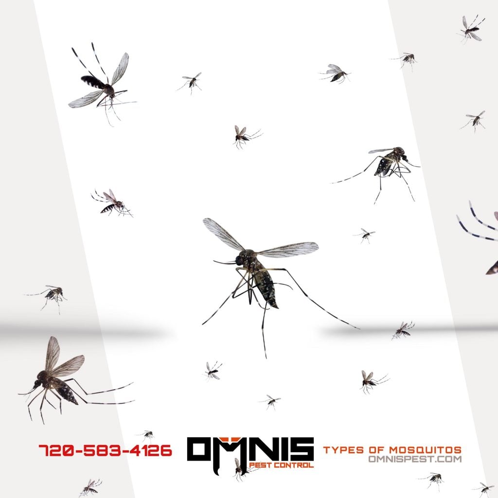 How Many Types of Mosquitos are There?