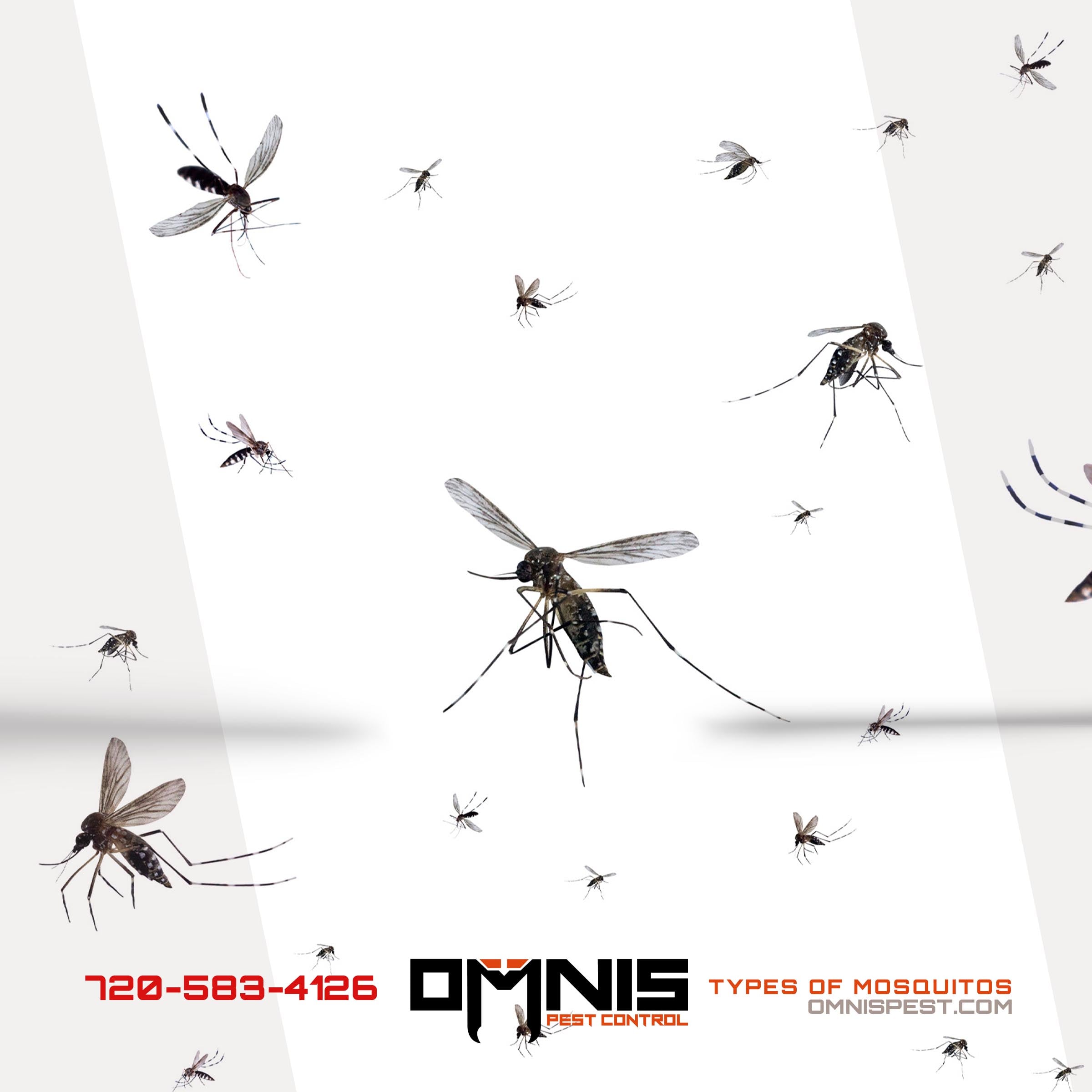 How Many Types of Mosquitos are There?
