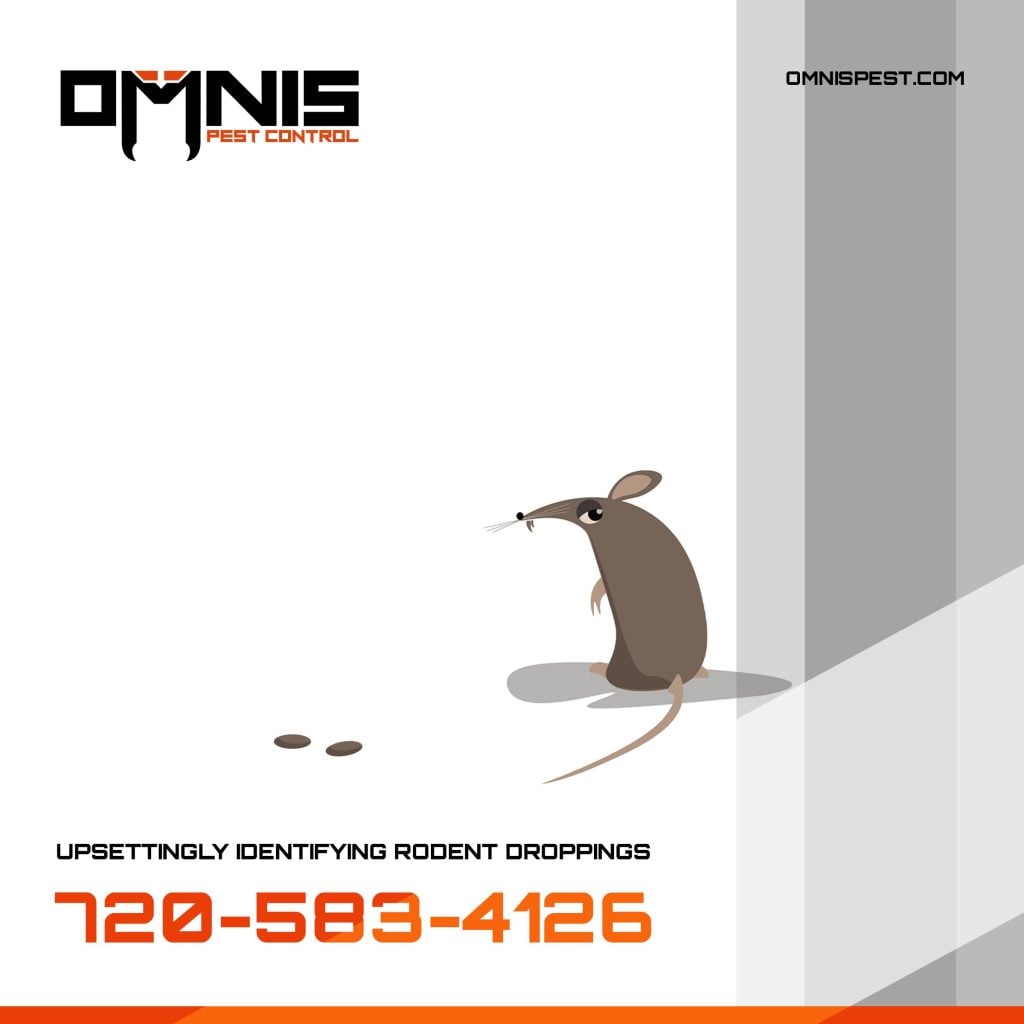 How to Identify Rodent Droppings