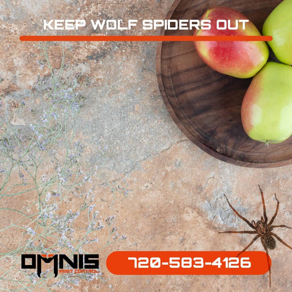 3 Useful Ways to Keep Wolf Spiders Away