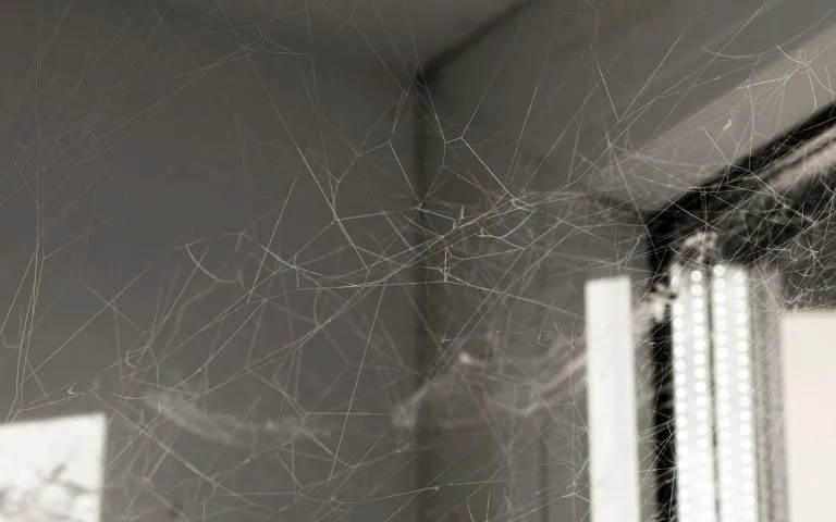 OMNIS Pest Control provides spider web removal inside houses seeing more webs in summer and fall