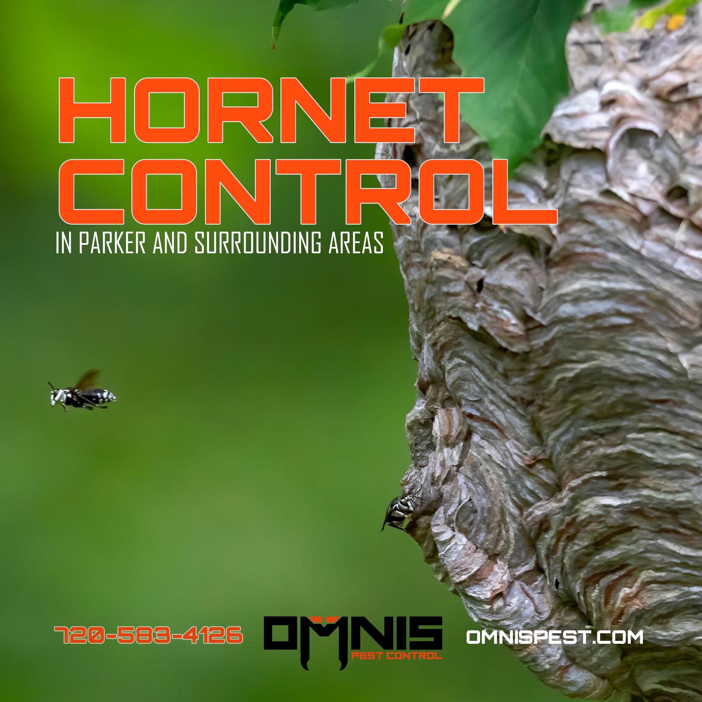 Hornet Control In Parker