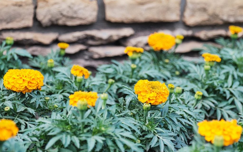Marigolds repel 1 mosquitoes 2 aphids and 3 whiteflies