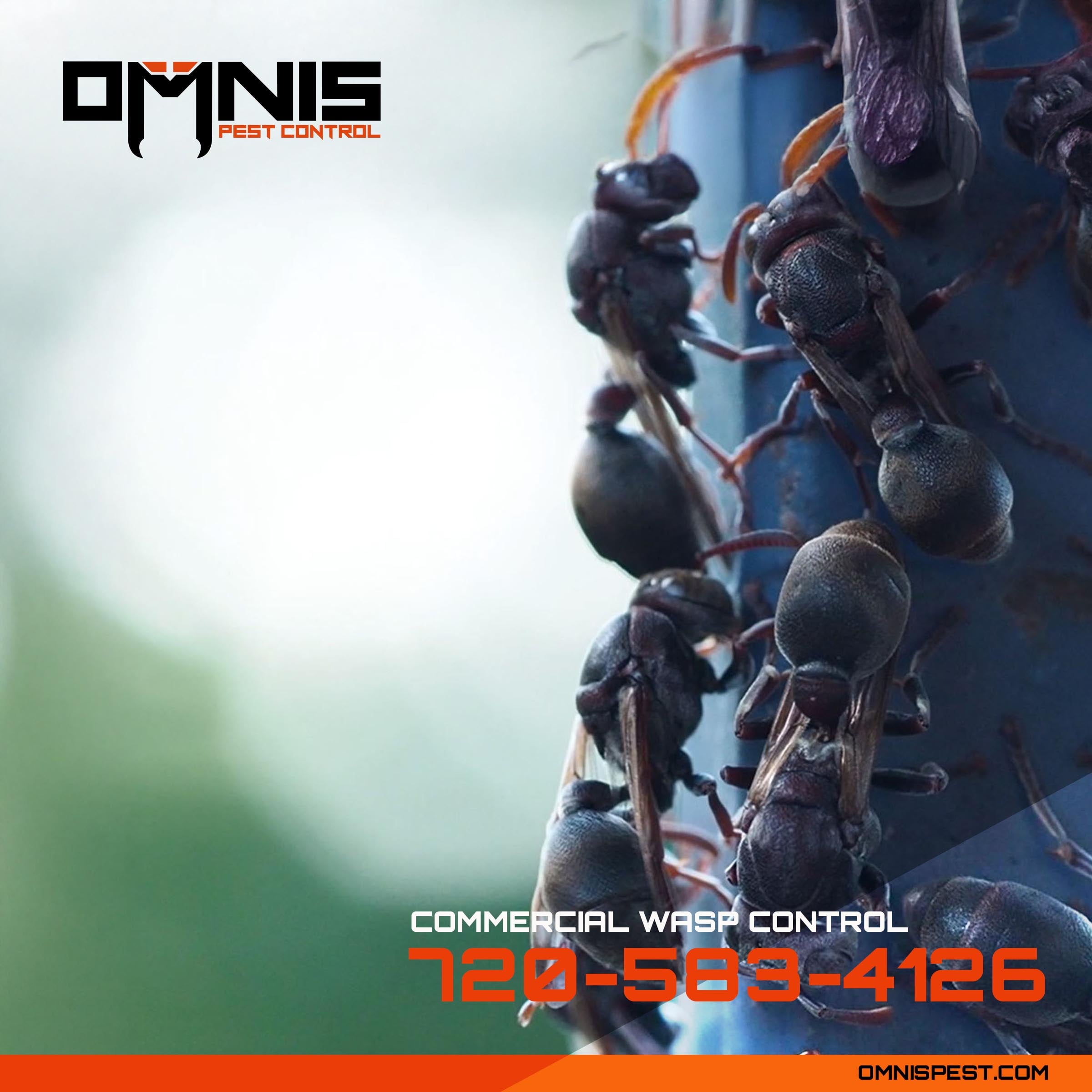 Commercial Wasp Control