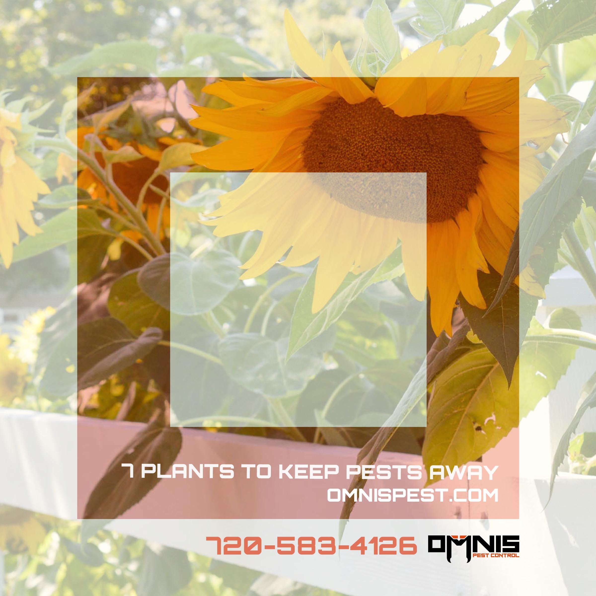 7 Plants That Keep Pests Away