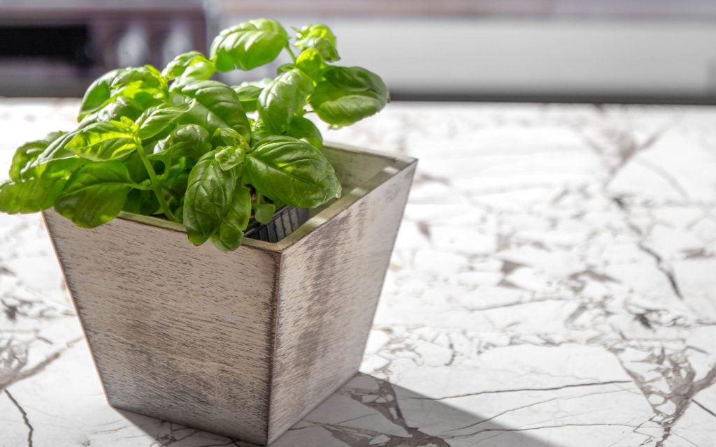 basil repels 1 flies 2 mosquitoes and 3 aphids