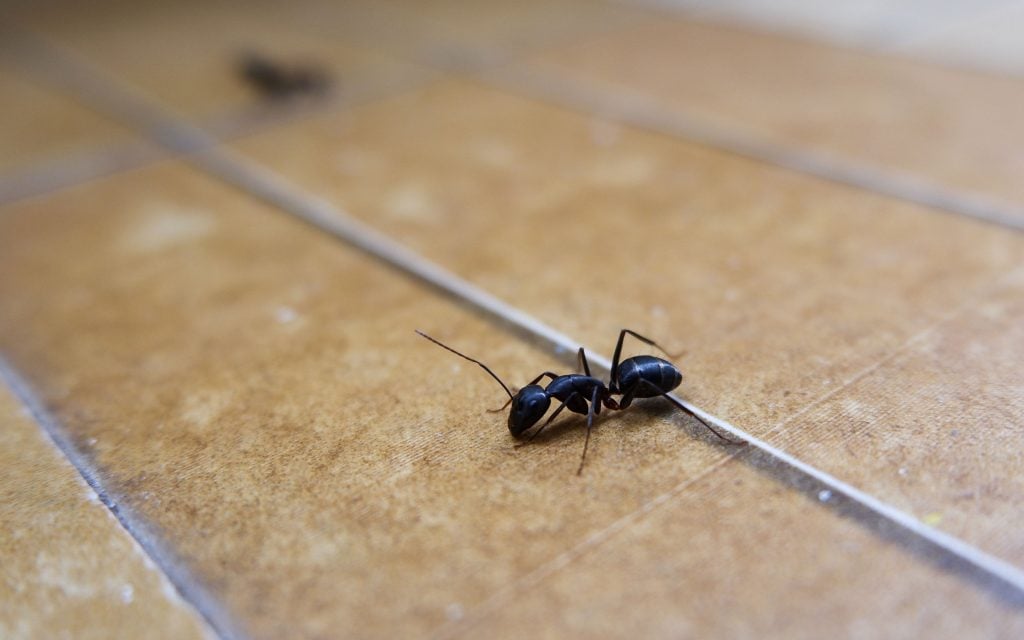 black ants on floor and why are they there