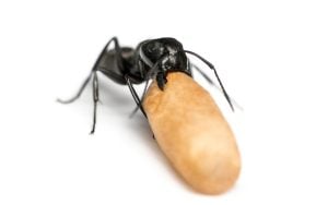black carpenter ant carries egg sac