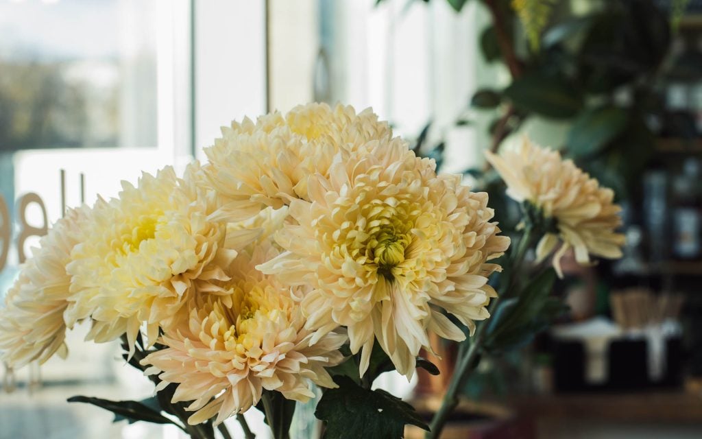chrysanthemums repel 1 cockroaches 2 ants and 3 beetles