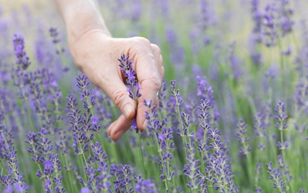 lavender repels 1 moths 2 fleas and 3 mosquitoes