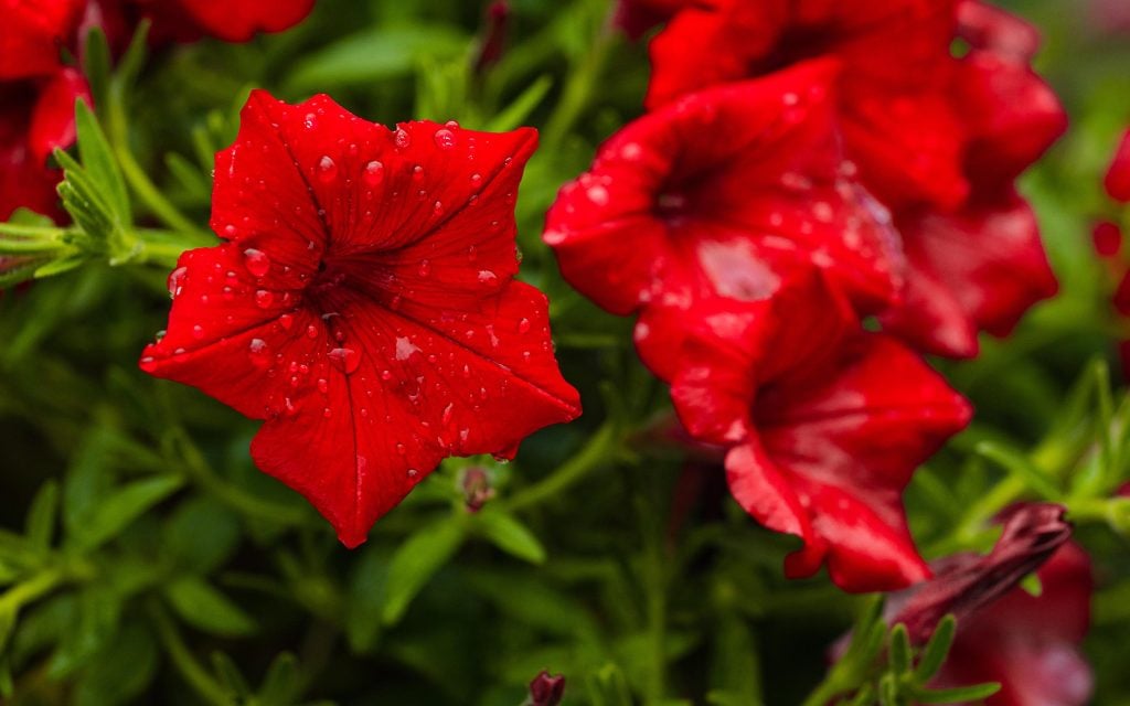 petunias help repel 1 aphids 2 squash bugs and 3 tomato hornworms