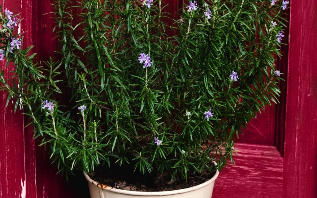 rosemary repels 1 mosquitoes 2 flies and 3 moths