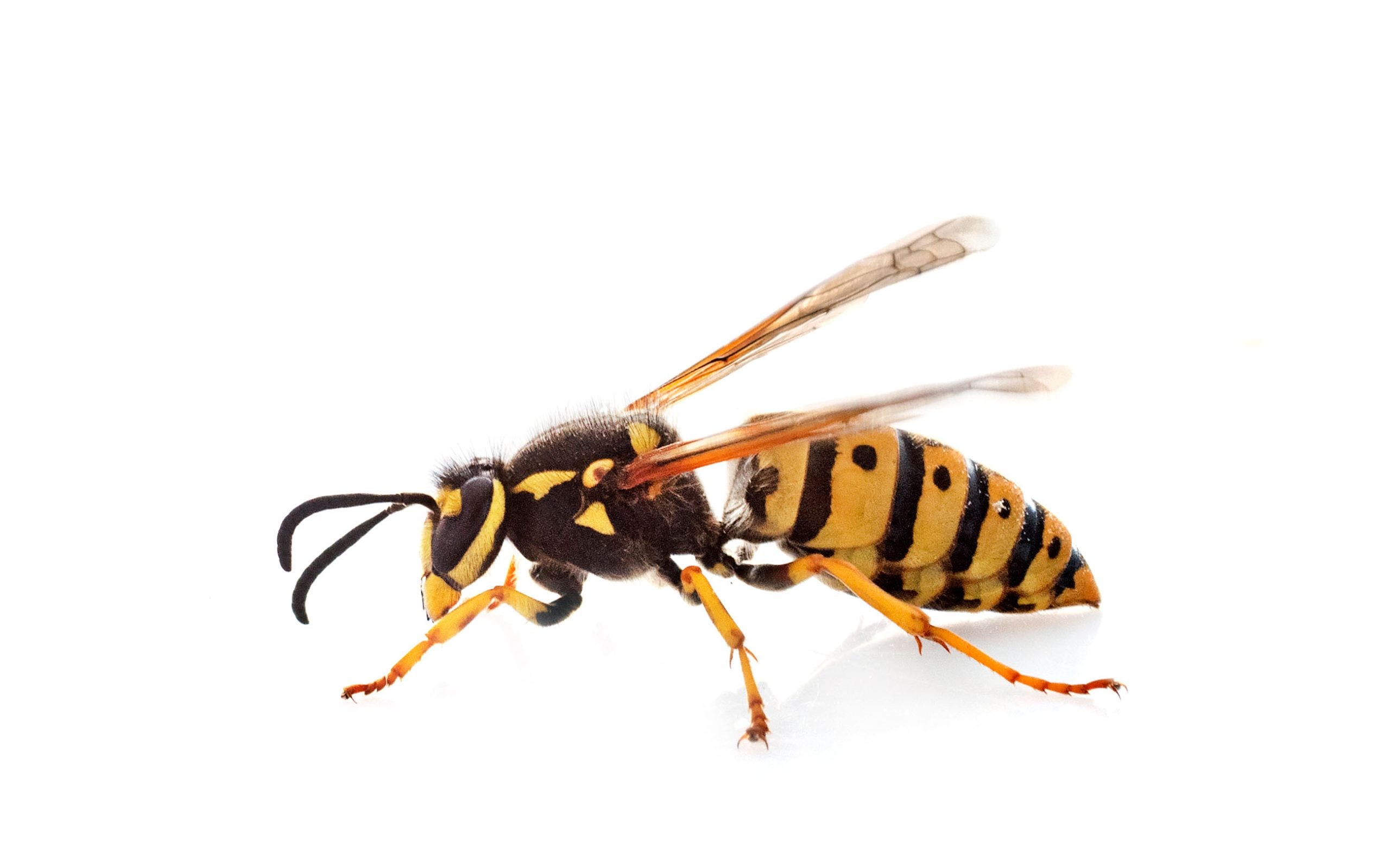 tell the difference between a bee and wasp - wasp