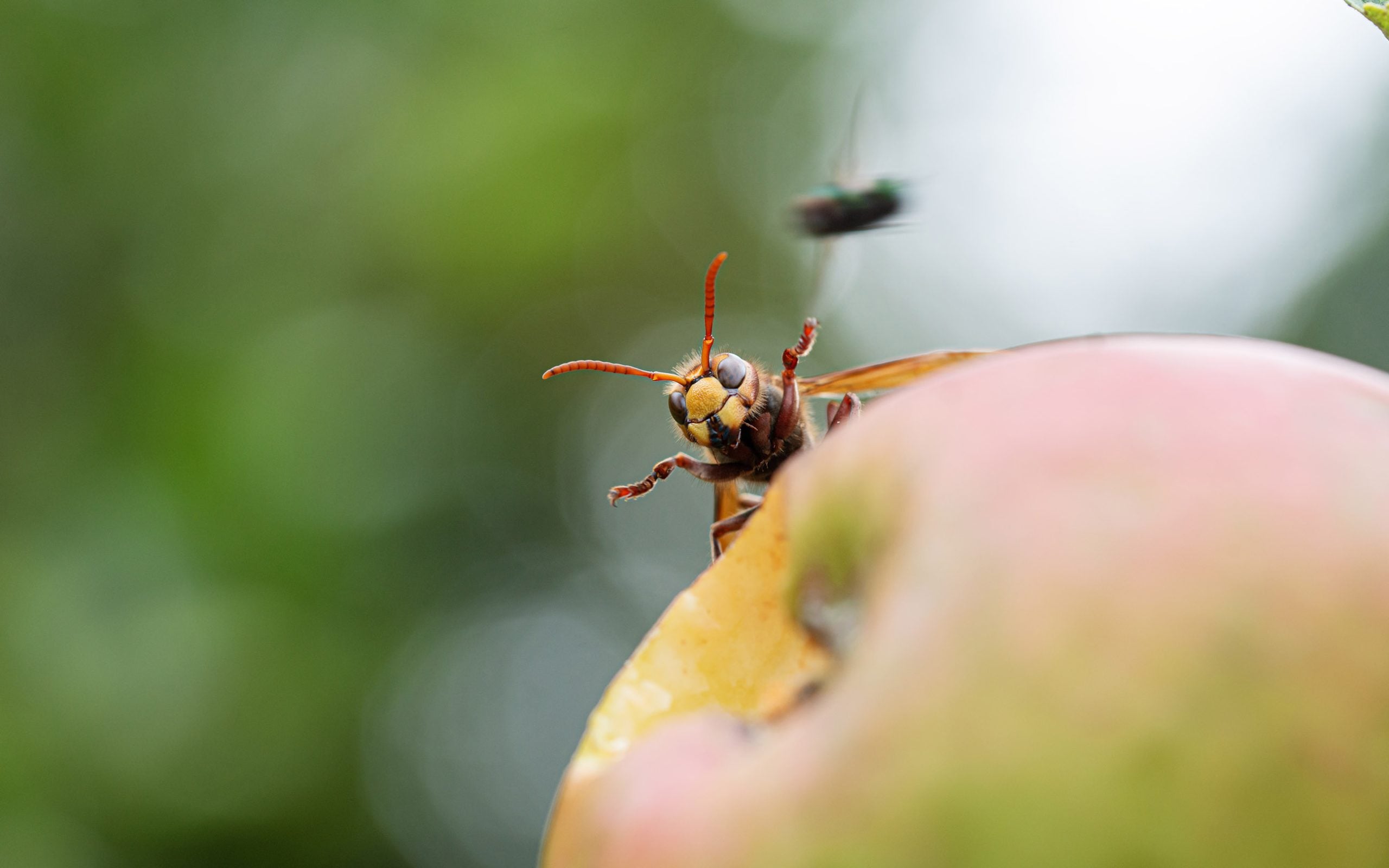 a hornet eating an apple