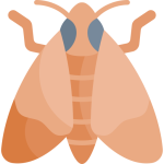 moth removal and other insects
