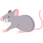 mouse and rat removal for Falcon pest control