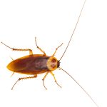 top view American cockroach isolated on white associated with health risks