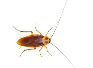 American cockroach top view